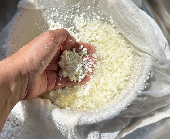 fresh chena being washed in a muslin cloth